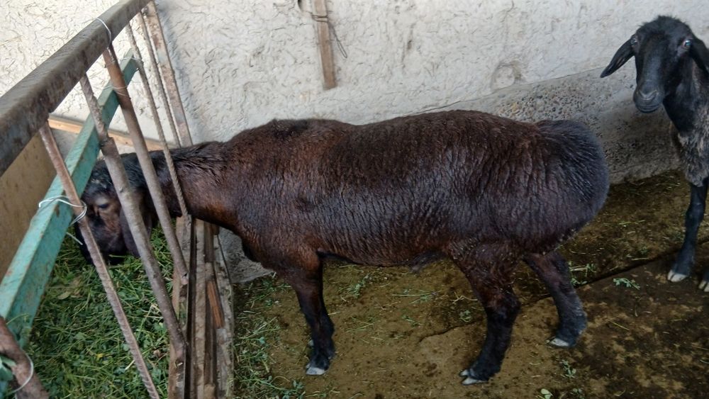 Qo'chqor sotiladi