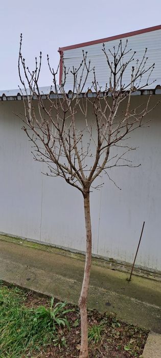 TUND /TAI / TOALETARE vita vie .pomi.flori
