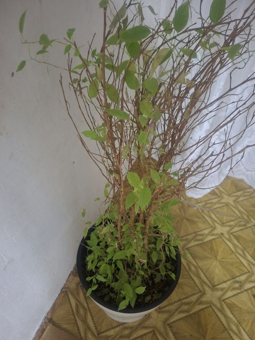 Продам цветок фикус