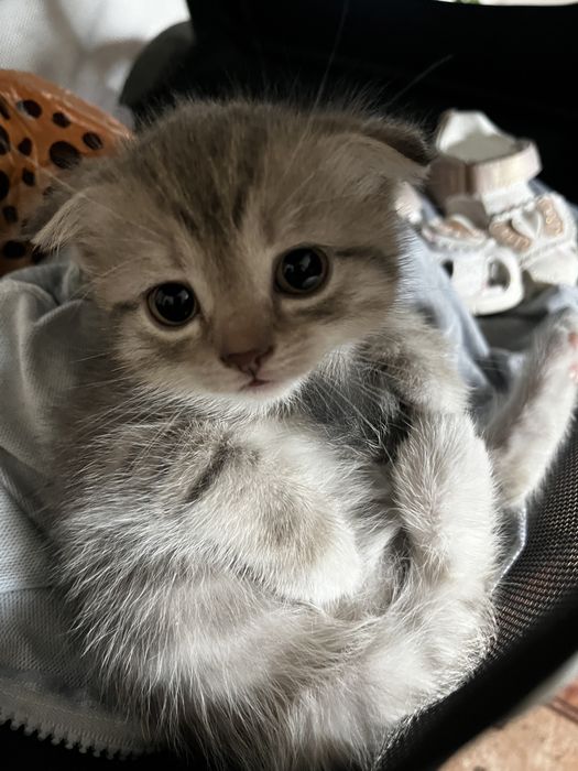 Котенок девочка