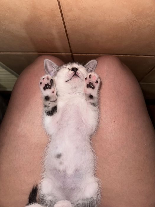 Отдадим милого нежного игривого катенка.