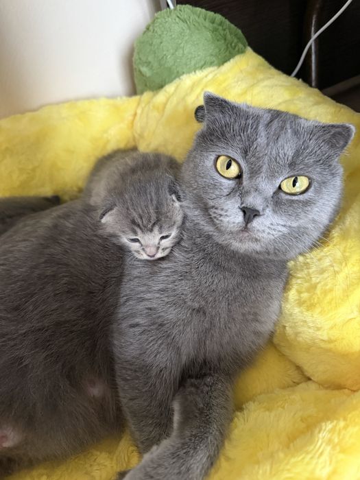 Отдам котенка. Девочка