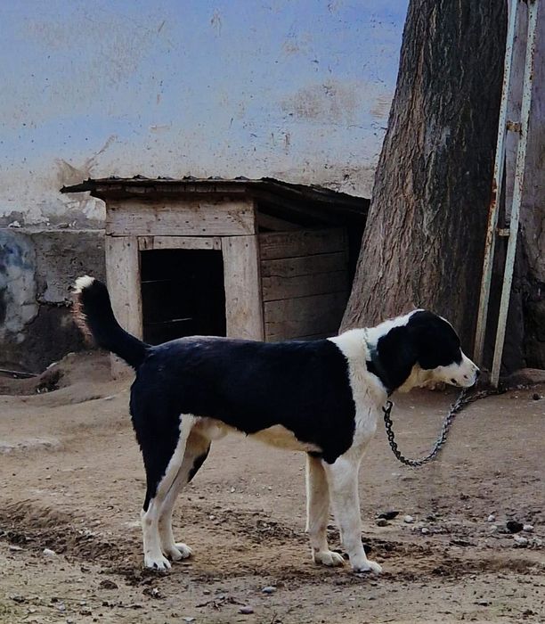 Собака   собака ит ит