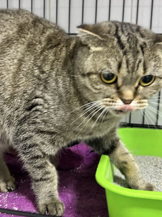 Вислоушка Маша ищет дом