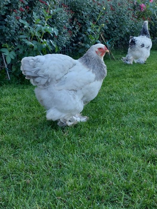 Ouă de incubat, pui de o zi,  păsări de rasă