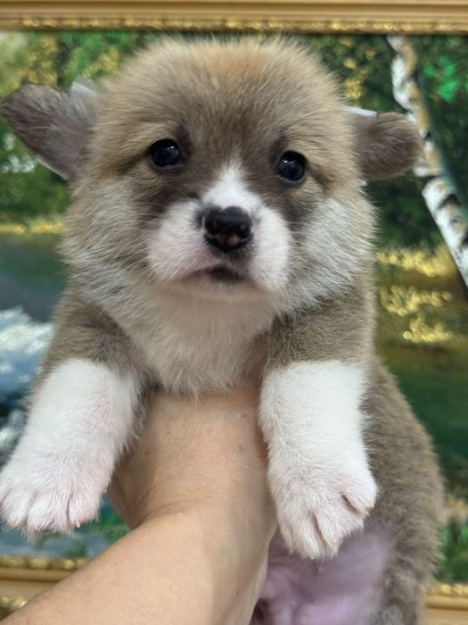 Очаровательные щеночки  вельш корги