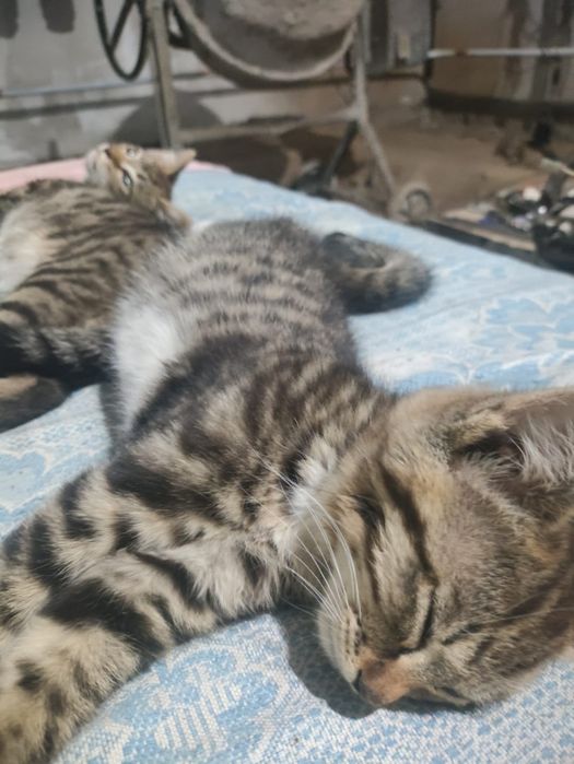 Котята в добрые руки.