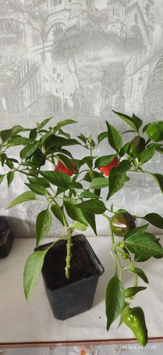 Продам острый перец комнатный