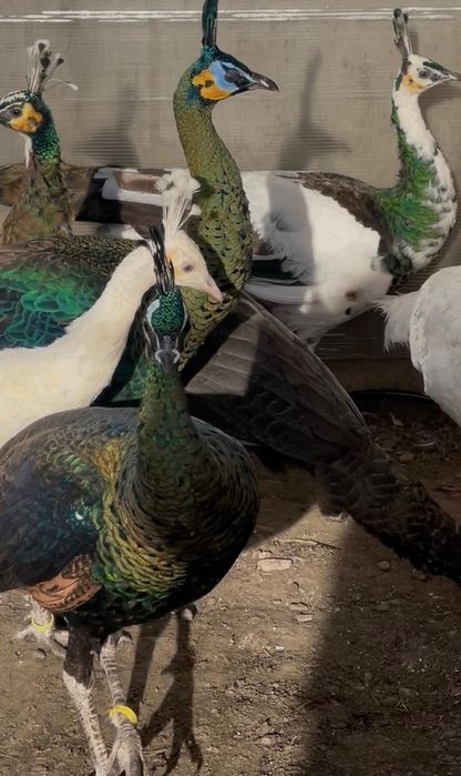 Păuni spalding de vanzare