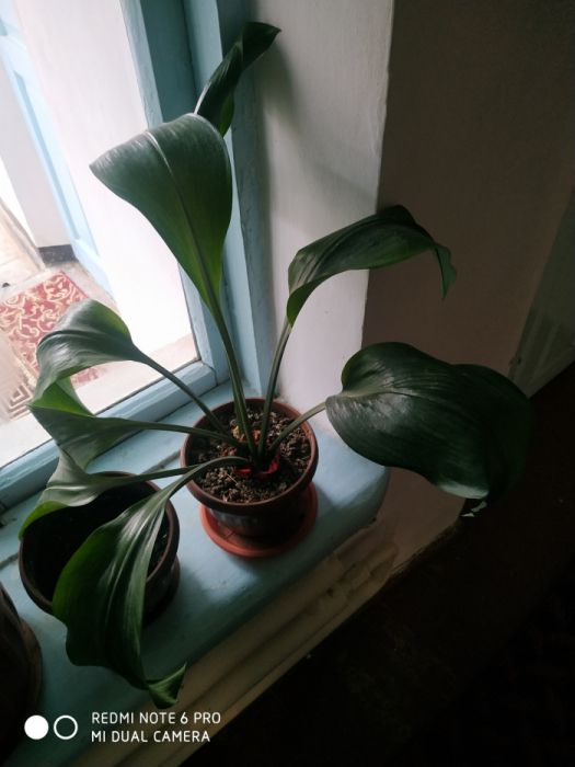 Продаются цветы комнатные растения