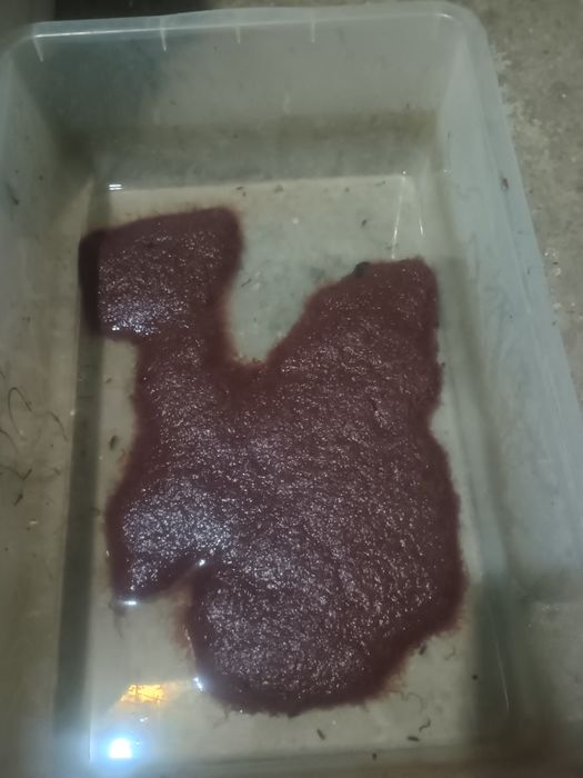 Замразен тубифекс