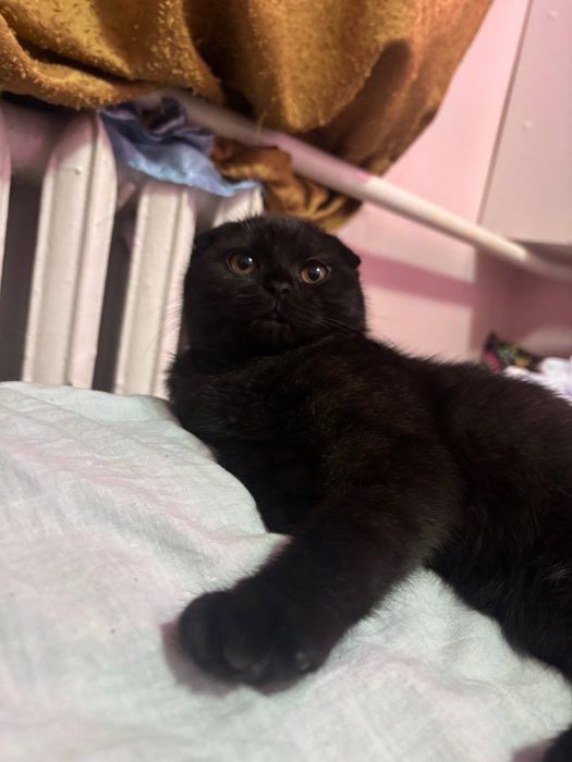 Кот для вязки на територии кота