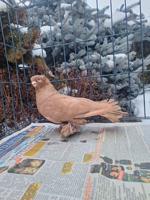 Продам жёлтого самца