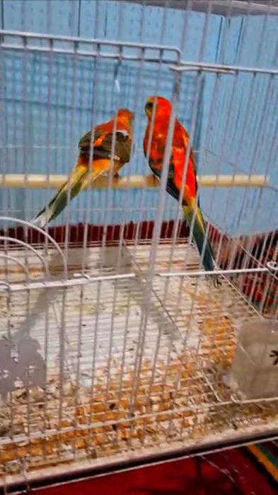 продам попугаи разные