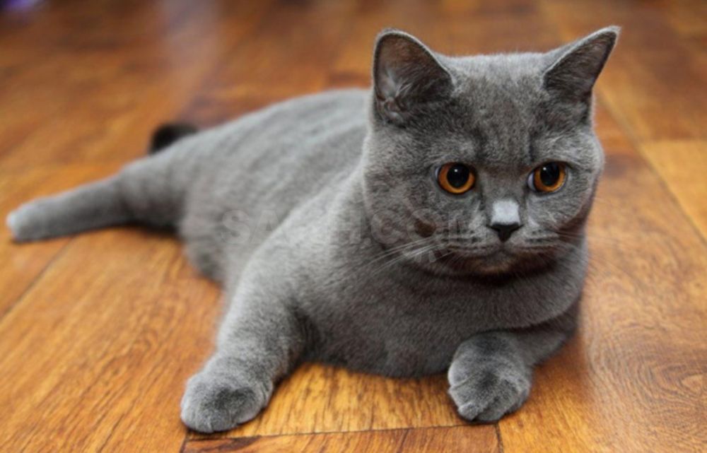 Scottish stray qiz bola sotiladi