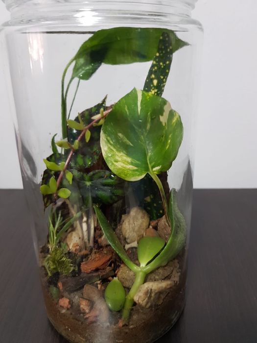 Terariu plante naturale