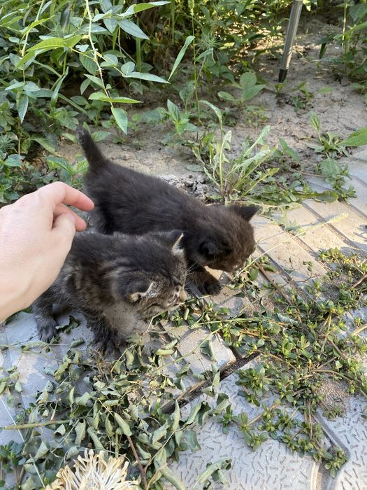 Отдам котят в хорошие руки