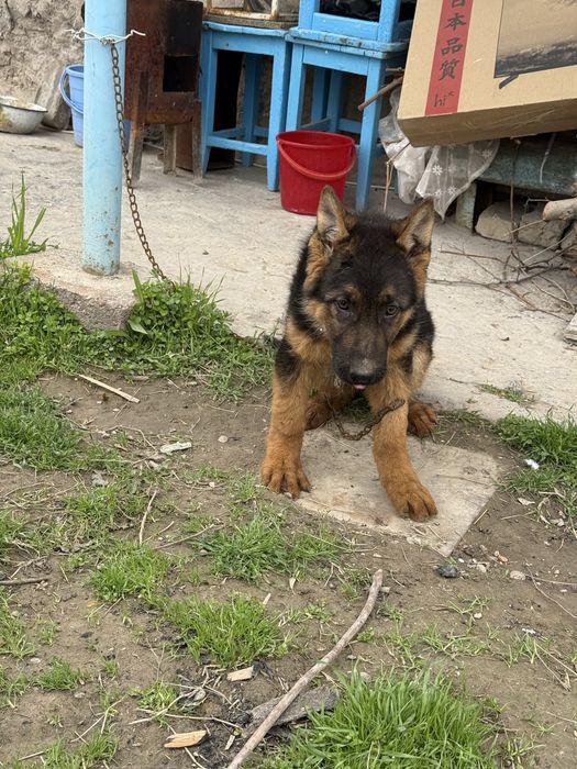 Овчарка ( мальчик)