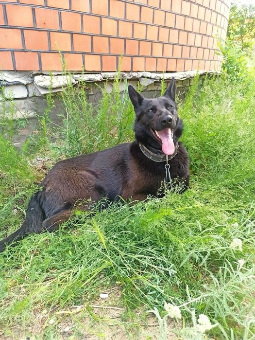 Щенки немецкой овчарки.ЧЕРНЫЕ.