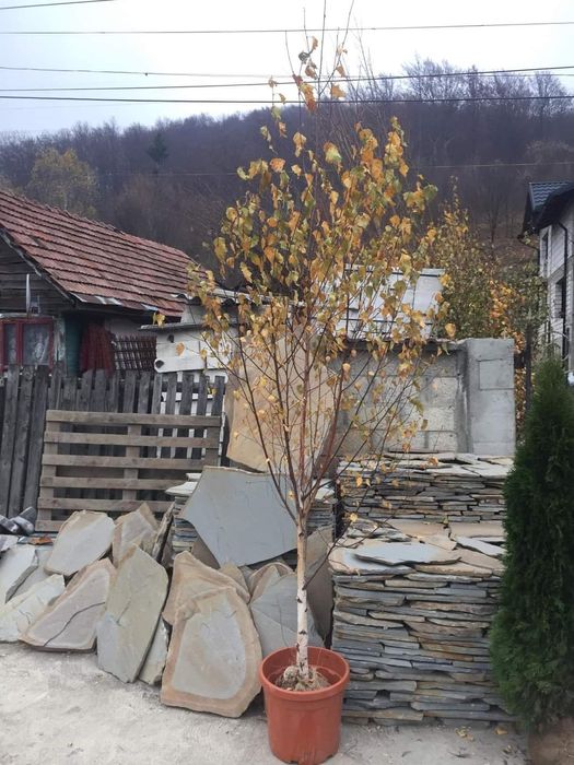 Amenajări curți grădini