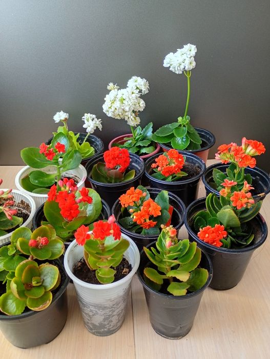 Продам разные по цвету и цене