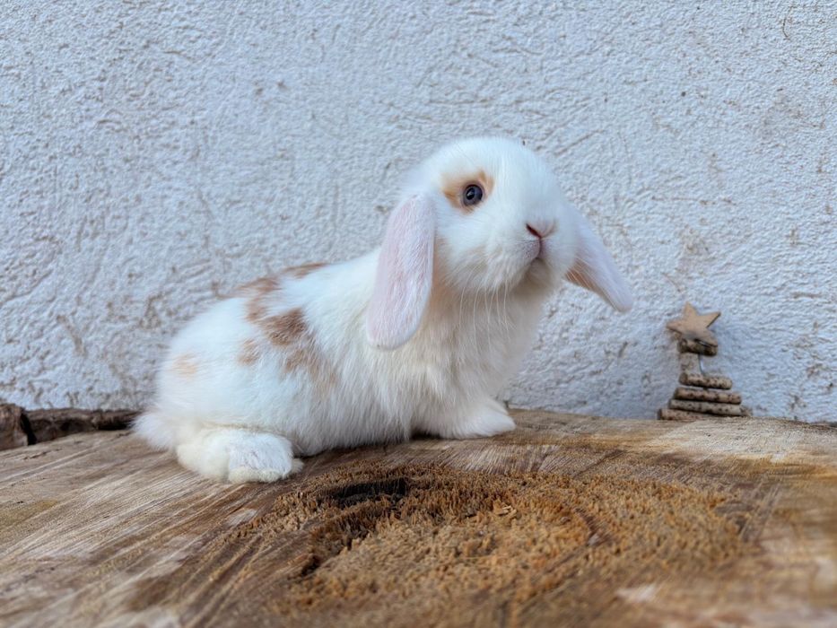 Iepuri pitici de companie berbec pitic/mini lop/holland lop