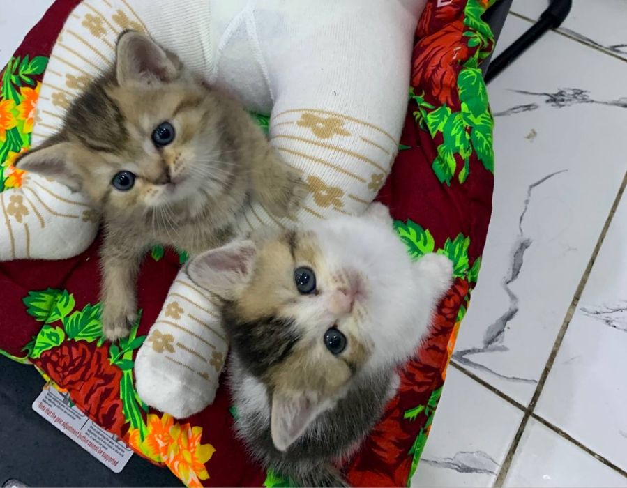 Золотая шиншила.