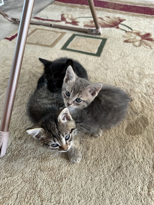 Отдам котят бесплатно