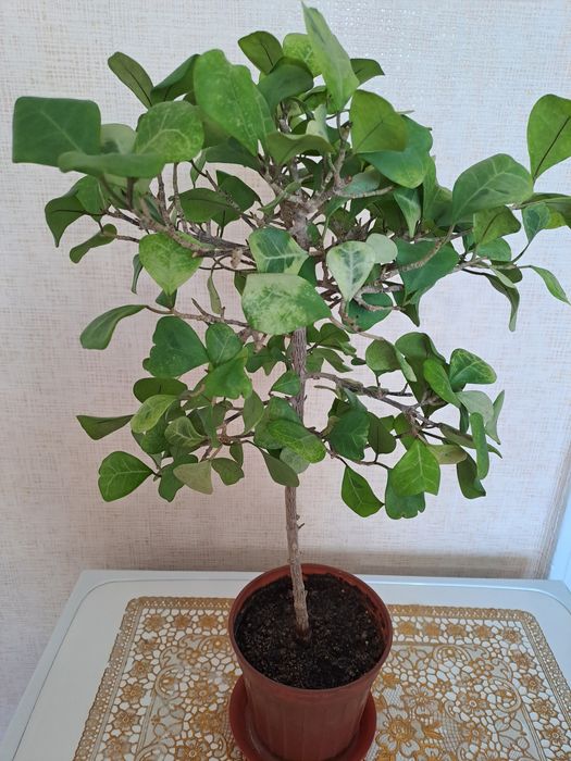 Продам взрослые растения - фикус сортовые
