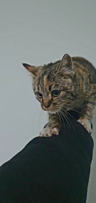 7-8 oyli mushukcha hadiyaga