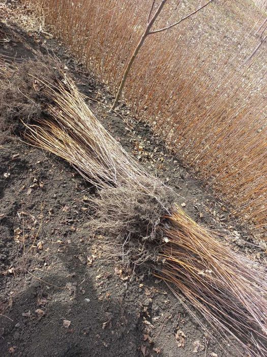 БЕРЁЗА (ок кайин) кучатлари 60 -400 см