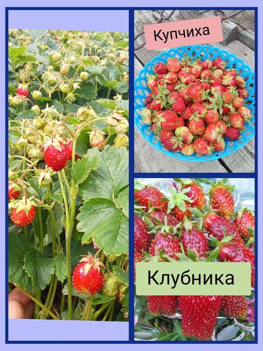 Саженцы клубники