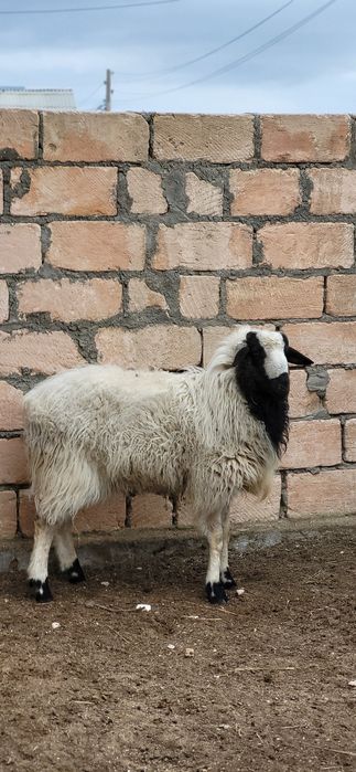 Қошқар сатылады.