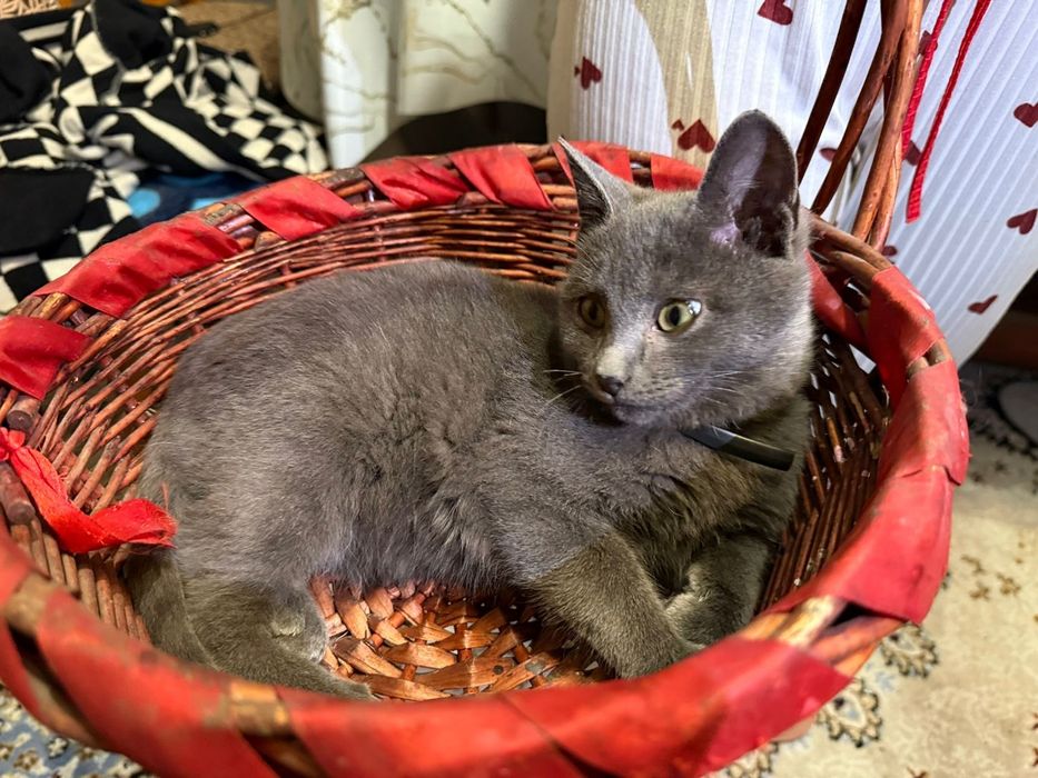 Котенок в добрые руки