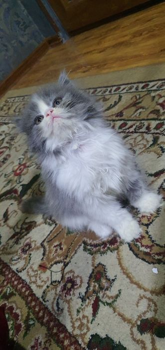 Sqotish strayt heland soglom odobli