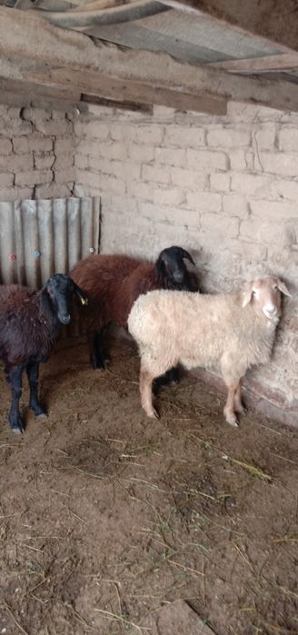 Ұрғашы қойлар,тоқтылар,қошқарлар