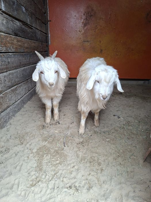 Теке, туша сатылады