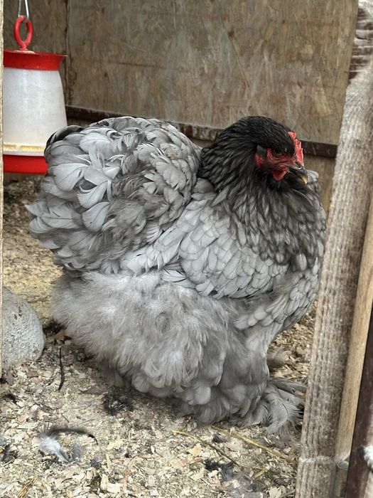 Vand oua cochinchina urias albastru