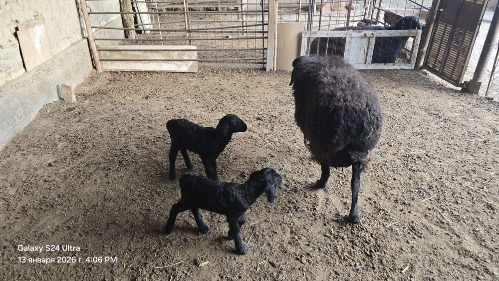 Она бола куй сотилади