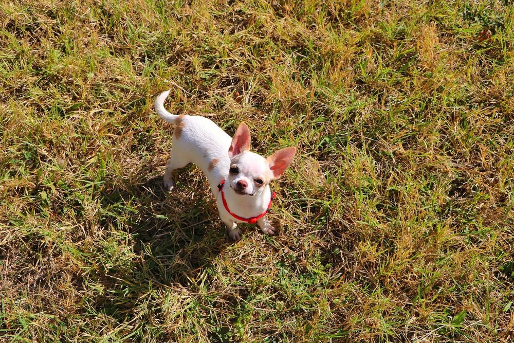 Animal companie cățeluși chihuahua