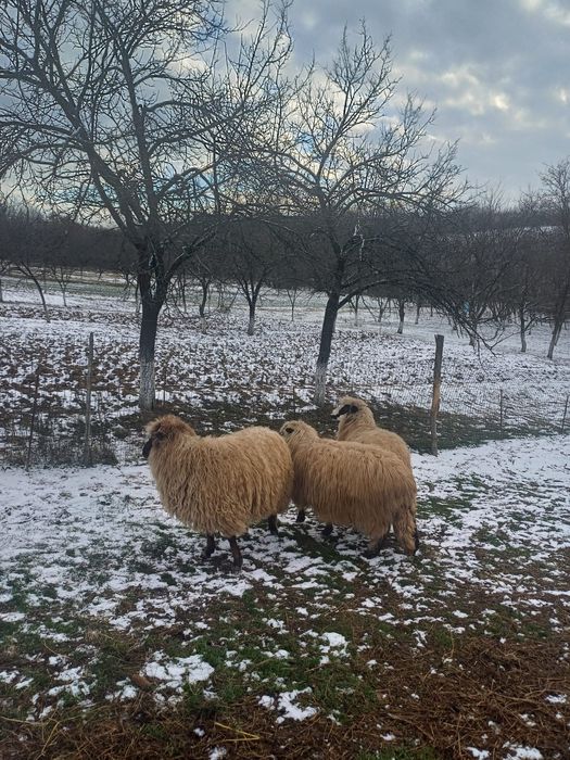 Vand oi Suffolk si țurcane