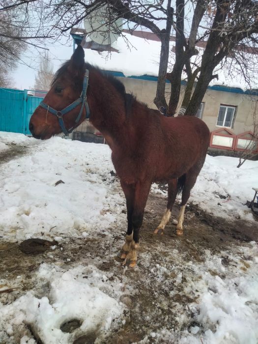 Продам коня………………