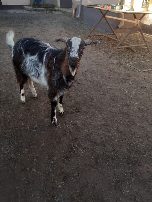 Vand tap metis Anglo-nubian