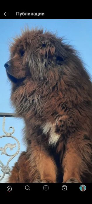 Тибетский мастиф