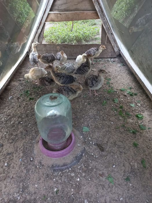 Продам индюшат домашних