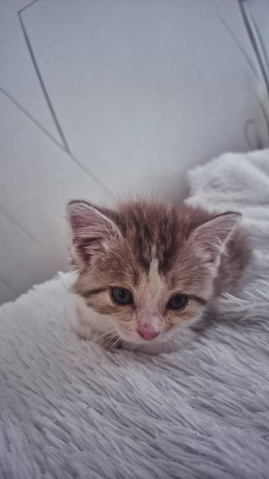 Отдам котёнка (девочка) 2 месяца в добрые руки