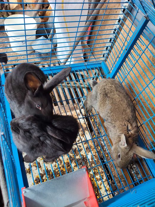 Iepuri HYCOL de vânzare