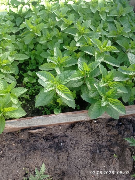 Продам зелень с грядки