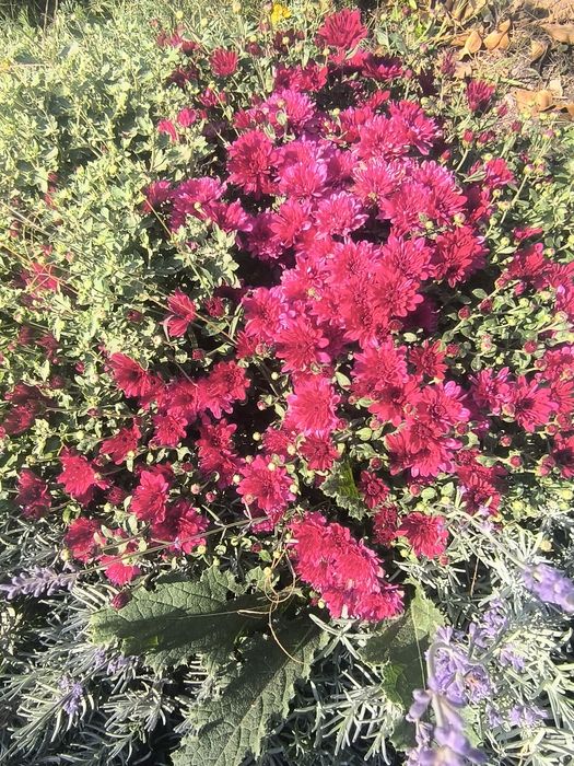 Садовые цветы  продам