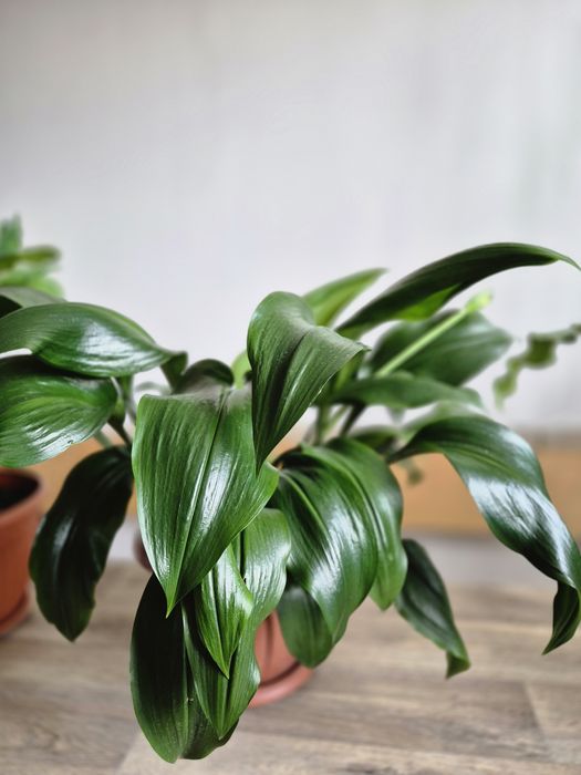 Продам Эухарис (Лилия)